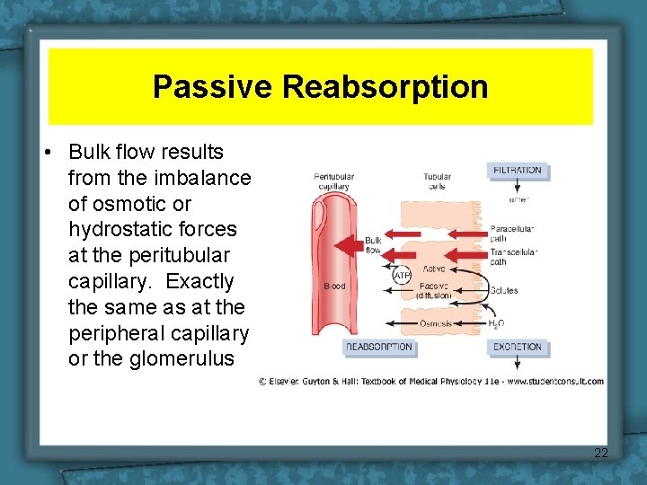 Passive Reabsorption • Bulk flow results from the imbalance of osmotic or hydrostatic forces