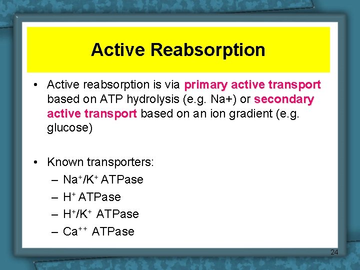 Active Reabsorption • Active reabsorption is via primary active transport based on ATP hydrolysis