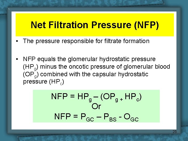 Net Filtration Pressure (NFP) • The pressure responsible for filtrate formation • NFP equals