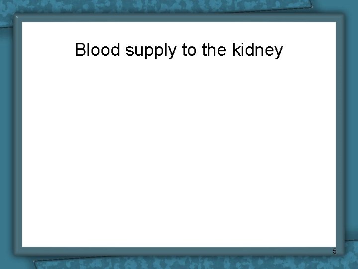 Blood supply to the kidney 5 