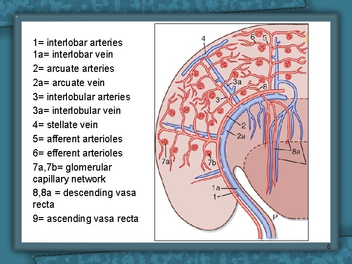 1= interlobar arteries 1 a= interlobar vein 2= arcuate arteries 2 a= arcuate vein