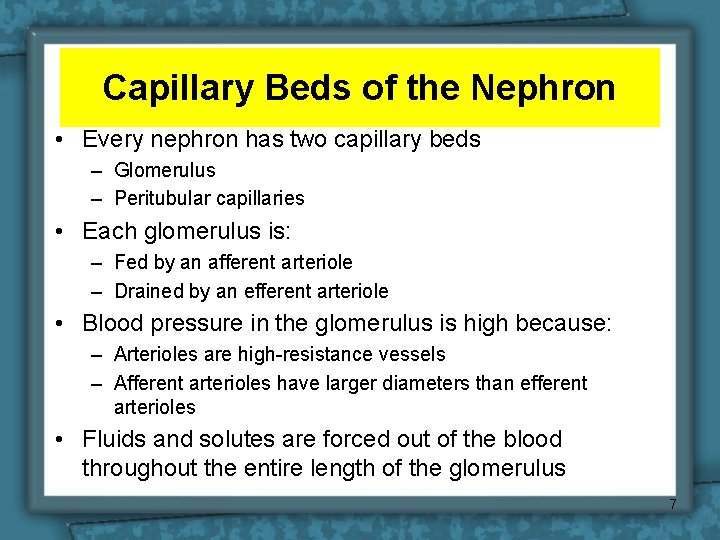 Capillary Beds of the Nephron • Every nephron has two capillary beds – Glomerulus