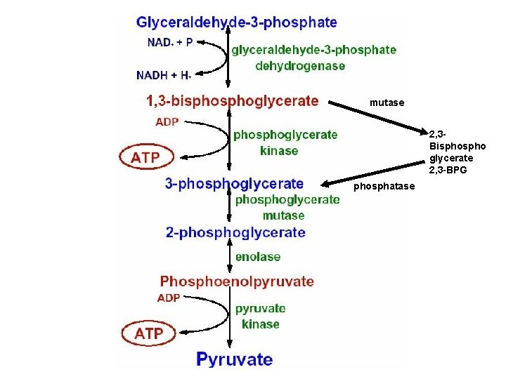 mutase 2, 3 Bispho glycerate 2, 3 -BPG phosphatase 