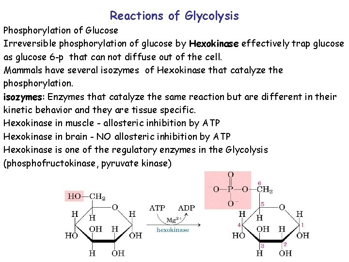 Reactions of Glycolysis Phosphorylation of Glucose Irreversible phosphorylation of glucose by Hexokinase effectively trap