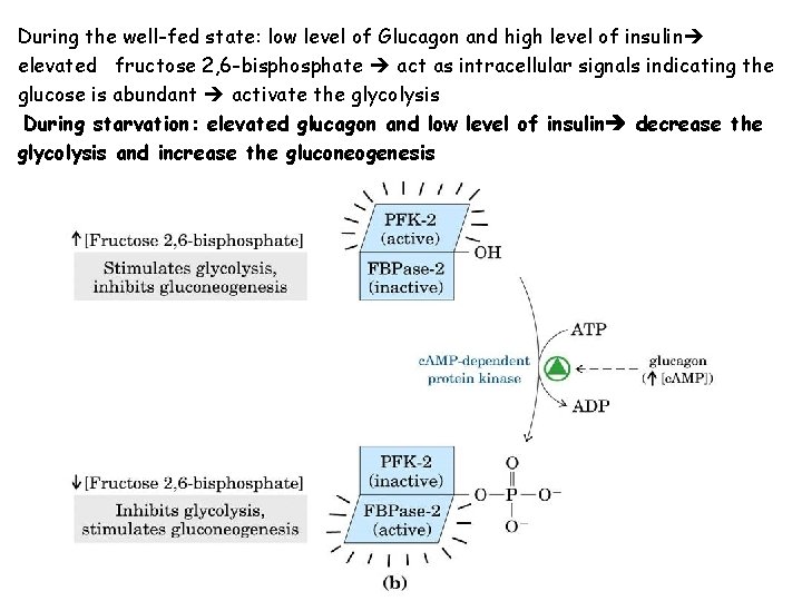 During the well-fed state: low level of Glucagon and high level of insulin elevated