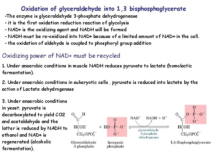 Oxidation of glyceraldehyde into 1, 3 bisphoglycerate -The enzyme is glyceraldehyde 3 -phosphate dehydrogenease