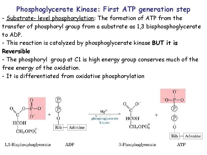 Phosphoglycerate Kinase: First ATP generation step - Substrate- level phosphorylation: The formation of ATP