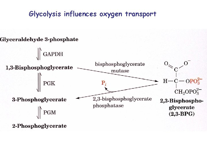 Glycolysis influences oxygen transport 