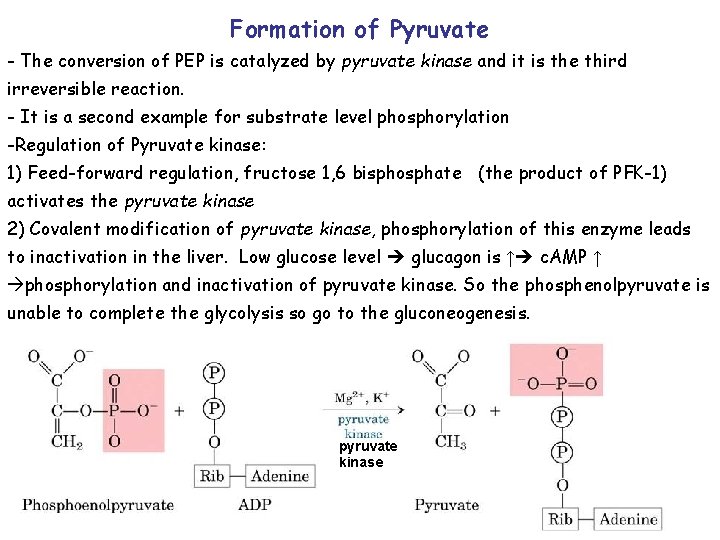 Formation of Pyruvate - The conversion of PEP is catalyzed by pyruvate kinase and