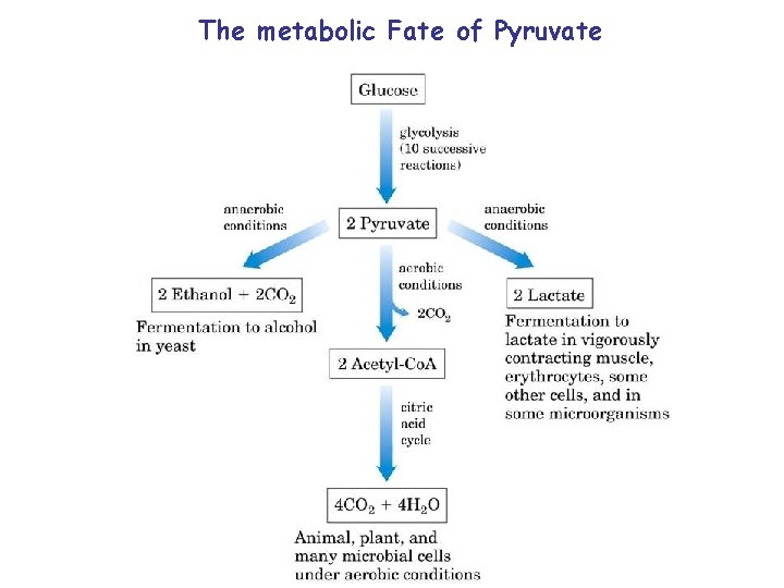 The metabolic Fate of Pyruvate 