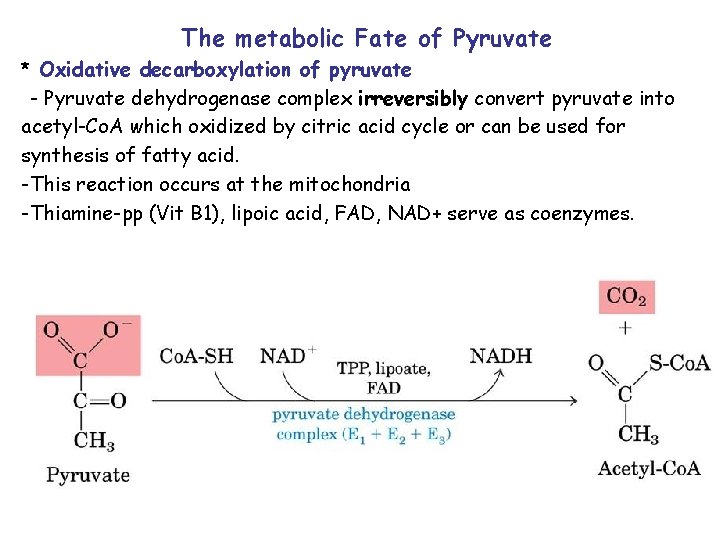 The metabolic Fate of Pyruvate * Oxidative decarboxylation of pyruvate - Pyruvate dehydrogenase complex