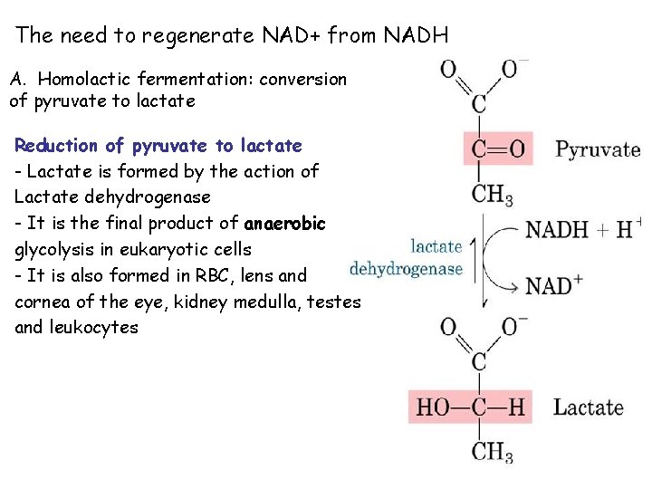 The need to regenerate NAD+ from NADH A. Homolactic fermentation: conversion of pyruvate to