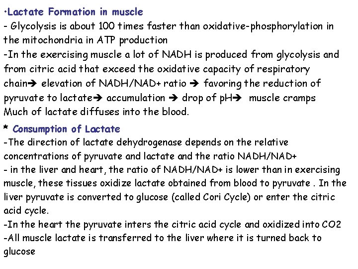  • Lactate Formation in muscle - Glycolysis is about 100 times faster than