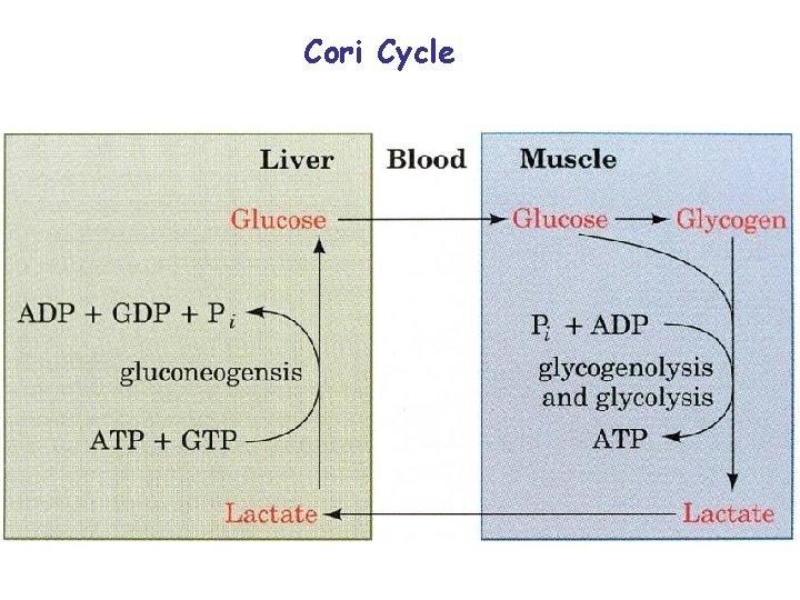Cori Cycle 