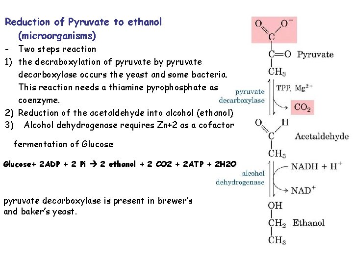 Reduction of Pyruvate to ethanol (microorganisms) - Two steps reaction 1) the decraboxylation of