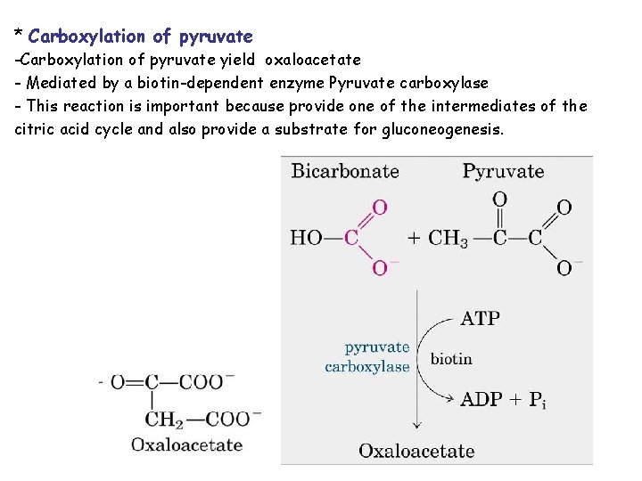 * Carboxylation of pyruvate -Carboxylation of pyruvate yield oxaloacetate - Mediated by a biotin-dependent