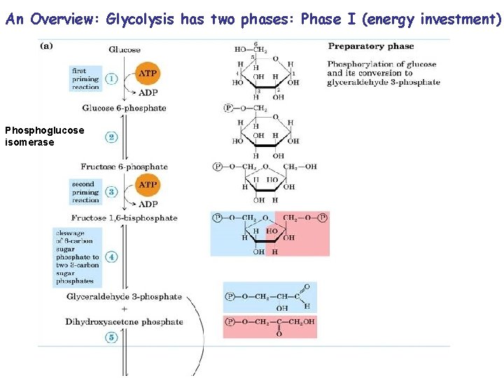 An Overview: Glycolysis has two phases: Phase I (energy investment) Phosphoglucose isomerase 