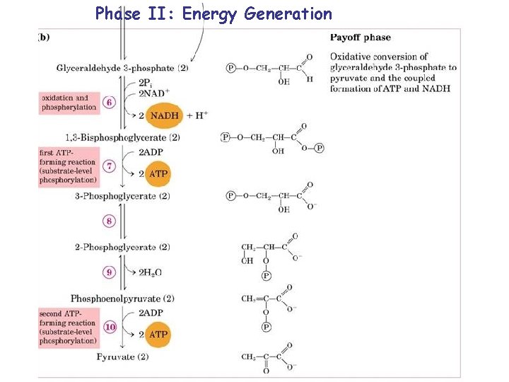 Phase II: Energy Generation 