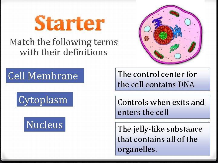 Starter Match the following terms with their definitions Cell Membrane Cytoplasm Nucleus The control