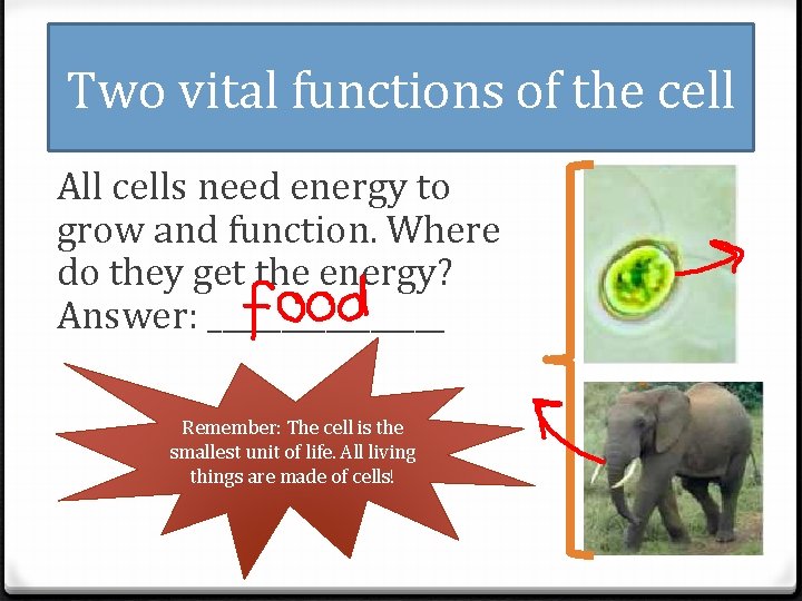 Two vital functions of the cell All cells need energy to grow and function.