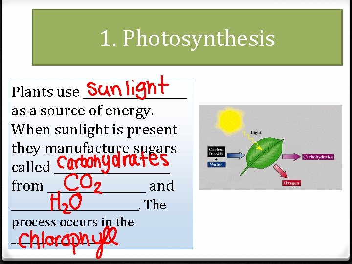 1. Photosynthesis Plants use _________ as a source of energy. When sunlight is present