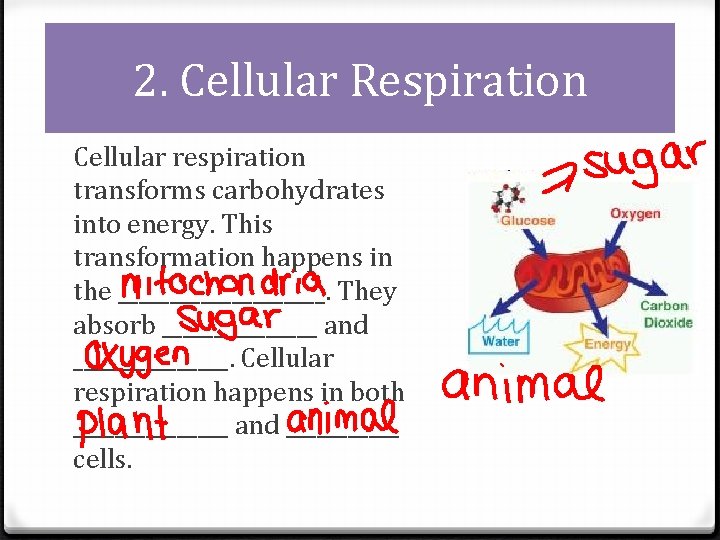 2. Cellular Respiration Cellular respiration transforms carbohydrates into energy. This transformation happens in the