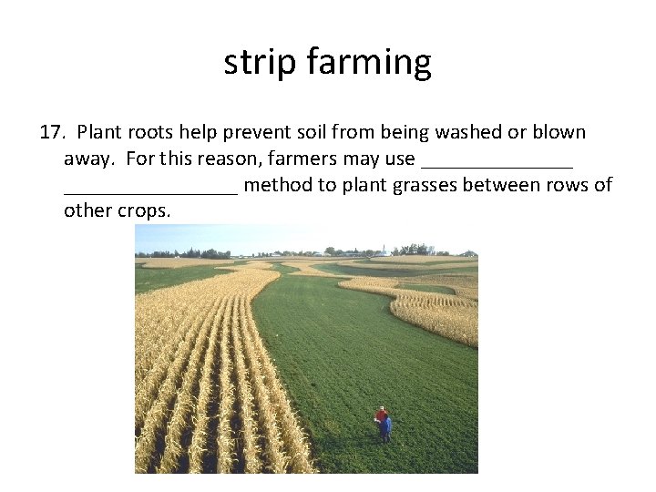 strip farming 17. Plant roots help prevent soil from being washed or blown away.