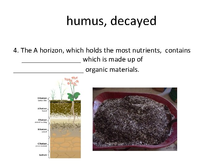 humus, decayed 4. The A horizon, which holds the most nutrients, contains ________ which