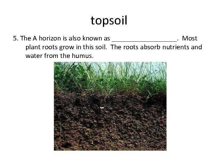 topsoil 5. The A horizon is also known as _________. Most plant roots grow