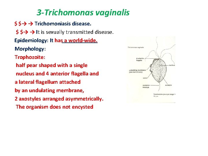 Giardia és trichomonas