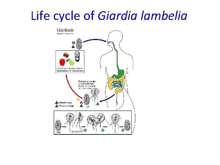 Giardia duodenalis ciclo