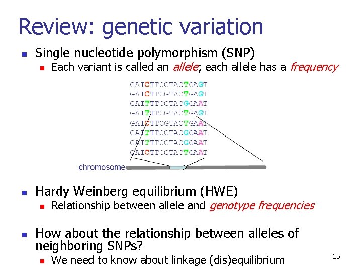 Review: genetic variation n Single nucleotide polymorphism (SNP) n n Hardy Weinberg equilibrium (HWE)