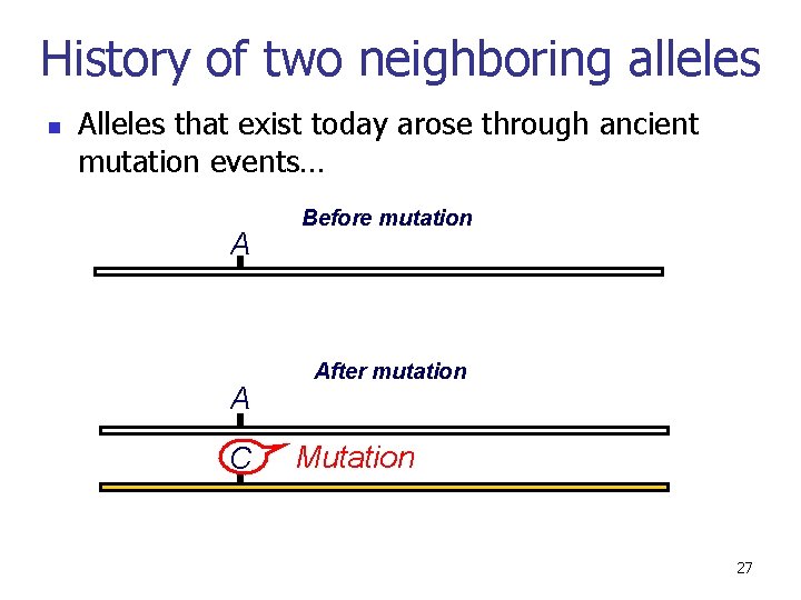 History of two neighboring alleles n Alleles that exist today arose through ancient mutation