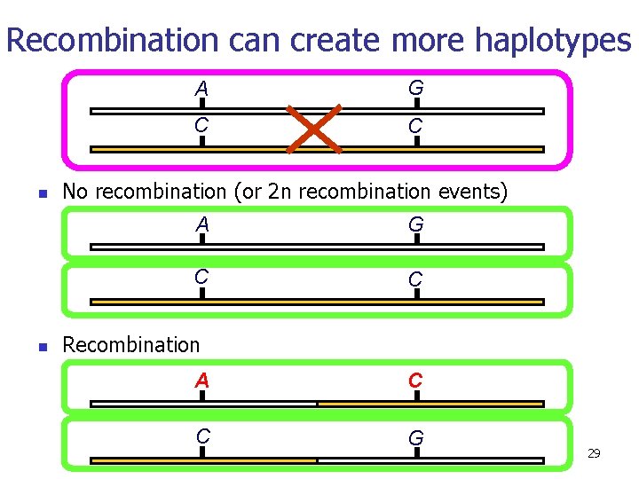 Recombination can create more haplotypes n n A G C C No recombination (or