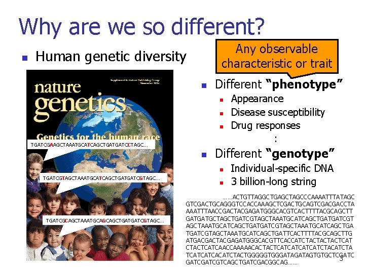 Why are we so different? n Any observable characteristic or trait Human genetic diversity