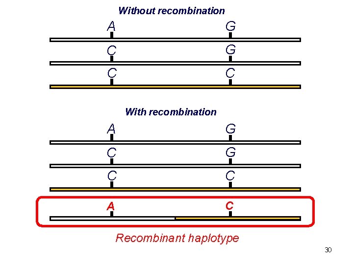 Without recombination A G C C With recombination A G C C A C