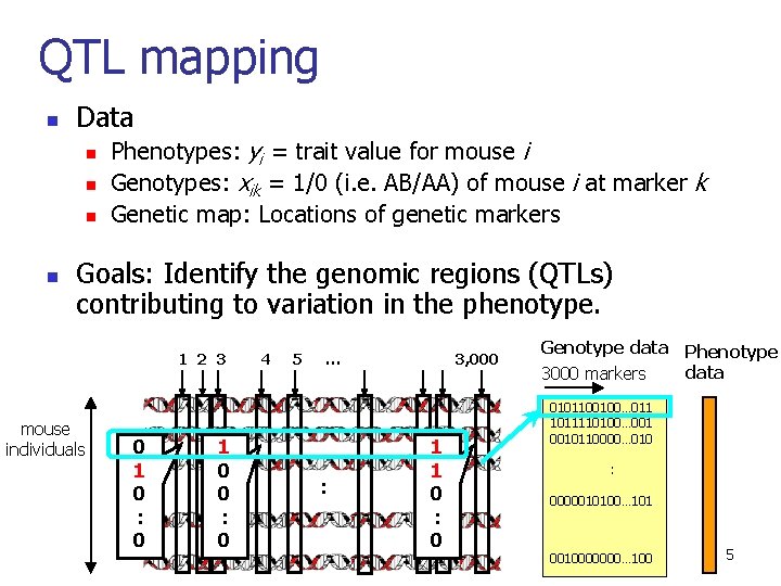 QTL mapping n Data n n Phenotypes: yi = trait value for mouse i