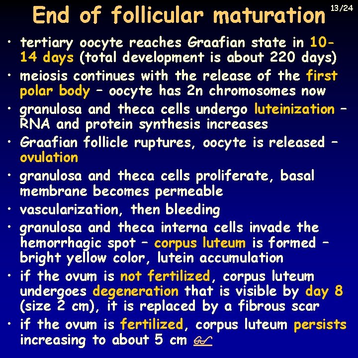 End of follicular maturation 13/24 • tertiary oocyte reaches Graafian state in 1014 days