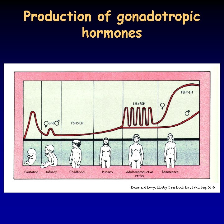 Production of gonadotropic hormones Berne and Levy, Mosby Year Book Inc, 1993, Fig. 51
