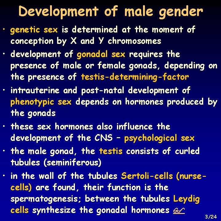 Development of male gender • genetic sex is determined at the moment of conception
