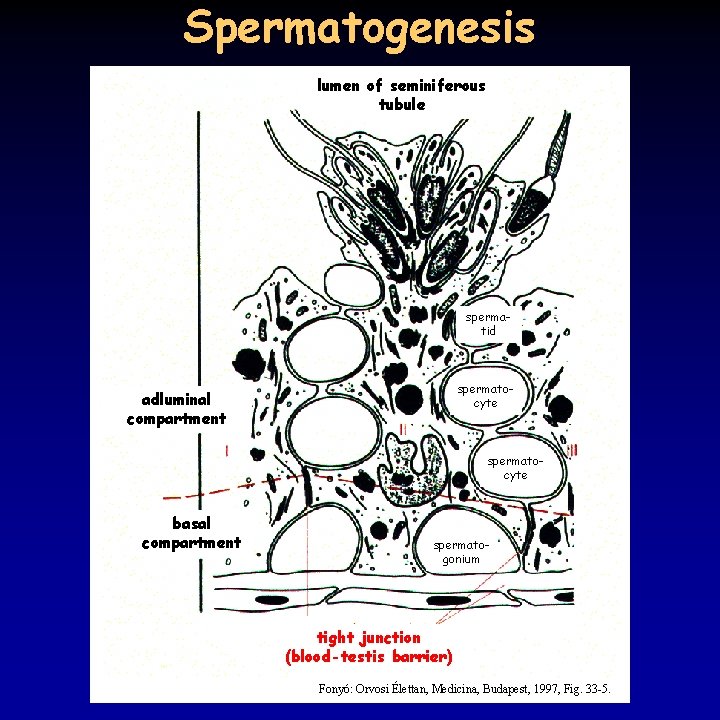 Spermatogenesis lumen of seminiferous tubule spermatid spermatocyte adluminal compartment spermatocyte basal compartment spermatogonium tight