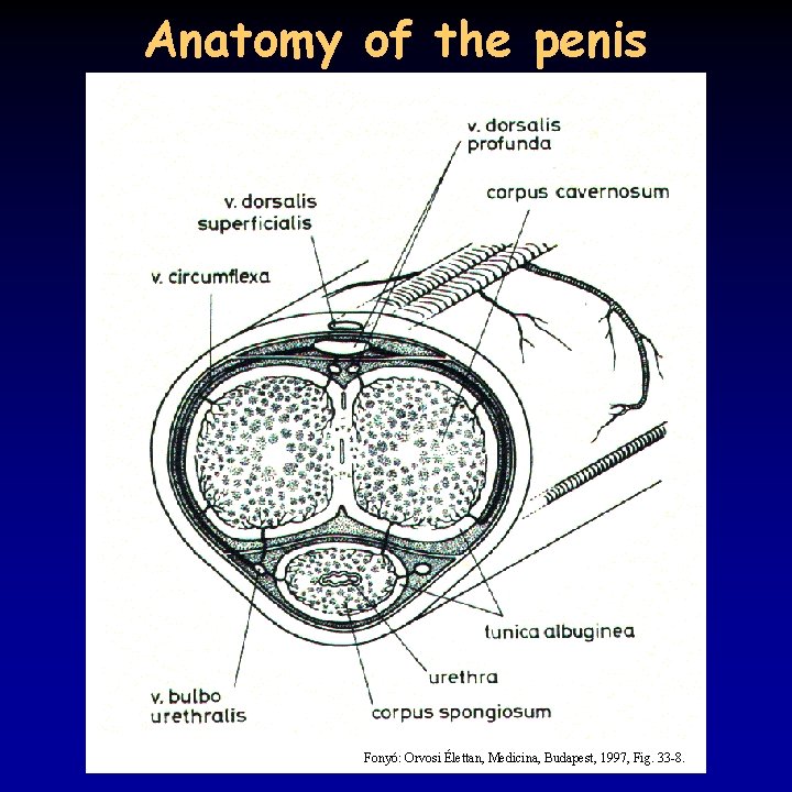 Anatomy of the penis Fonyó: Orvosi Élettan, Medicina, Budapest, 1997, Fig. 33 -8. 