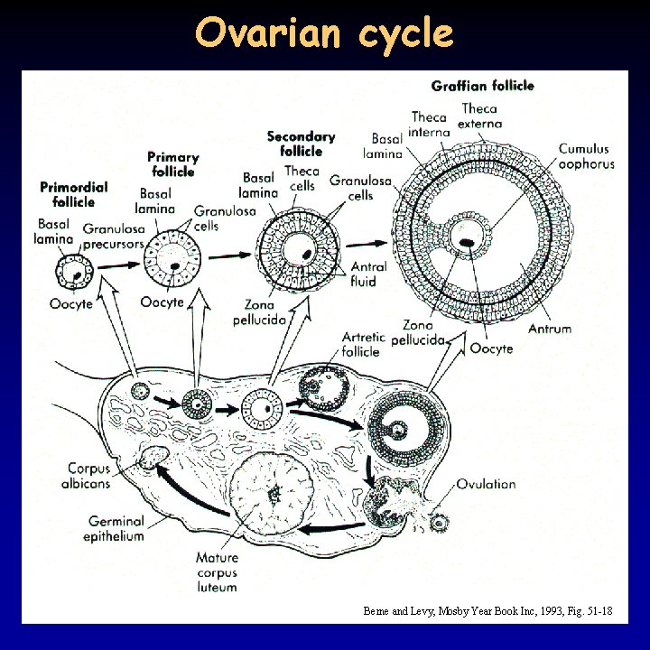 Ovarian cycle Berne and Levy, Mosby Year Book Inc, 1993, Fig. 51 -18 