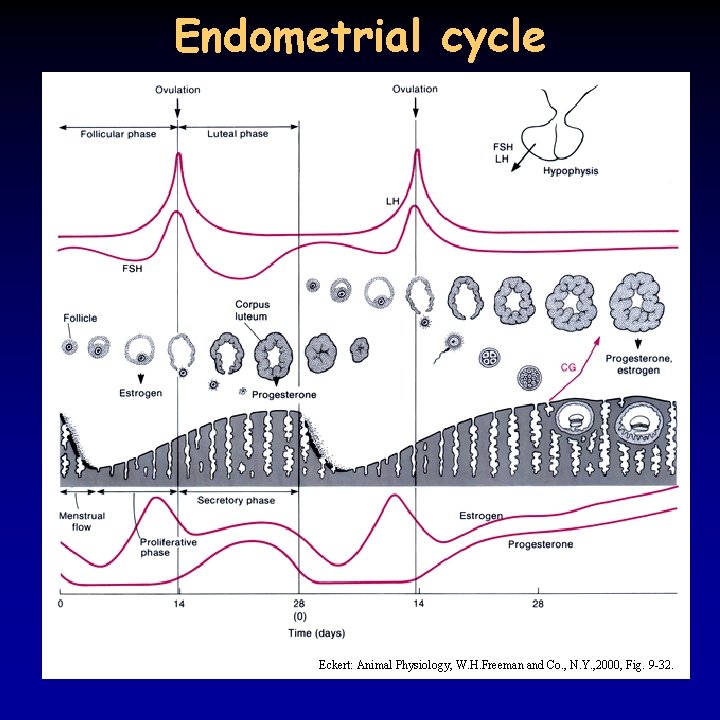 Endometrial cycle Eckert: Animal Physiology, W. H. Freeman and Co. , N. Y. ,