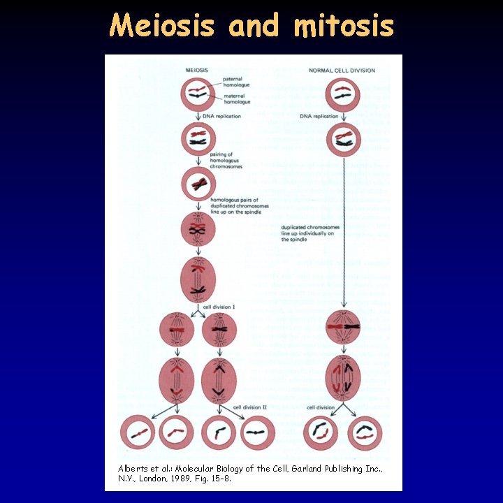 Meiosis and mitosis Alberts et al. : Molecular Biology of the Cell, Garland Publishing