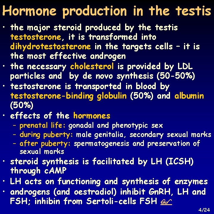 Hormone production in the testis • the major steroid produced by the testis testosterone,