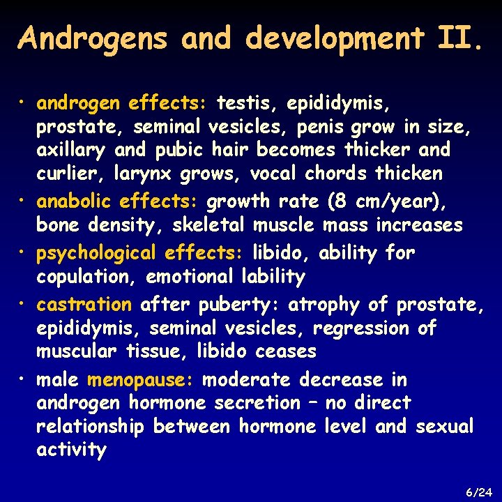 Androgens and development II. • androgen effects: testis, epididymis, prostate, seminal vesicles, penis grow