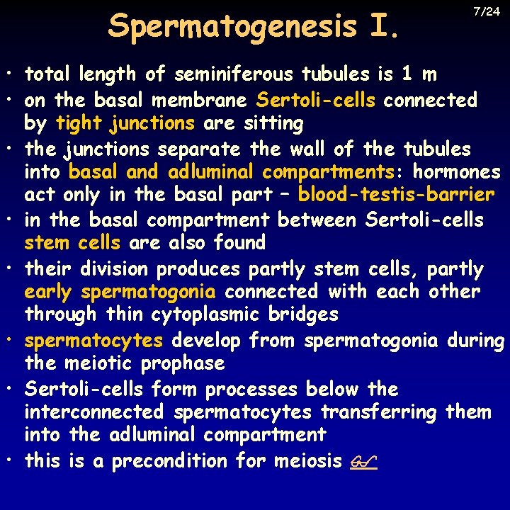 Spermatogenesis I. 7/24 • total length of seminiferous tubules is 1 m • on