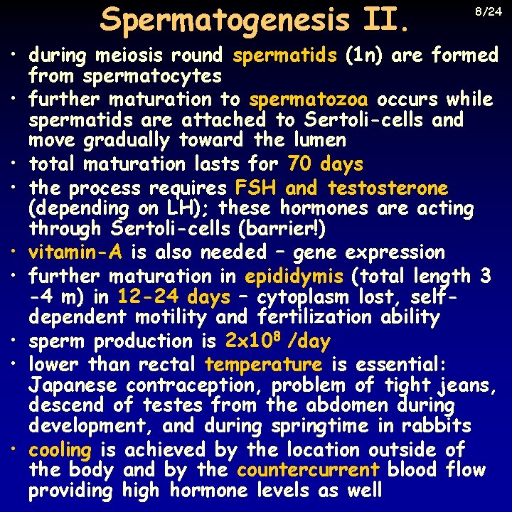 Spermatogenesis II. 8/24 • during meiosis round spermatids (1 n) are formed from spermatocytes