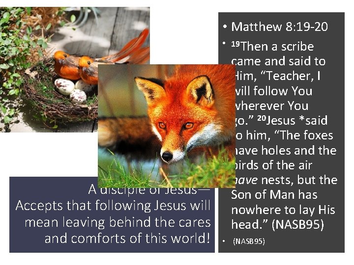  • Matthew 8: 19 -20 • 19 Then a scribe came and said
